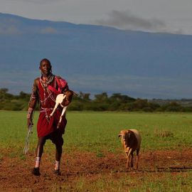 Guarding Lions